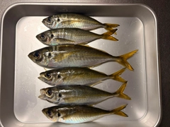 マアジの釣果