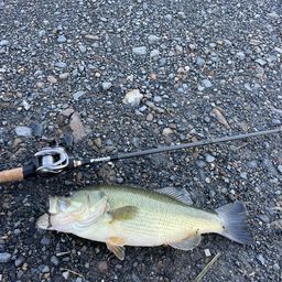 ラージマウスバス