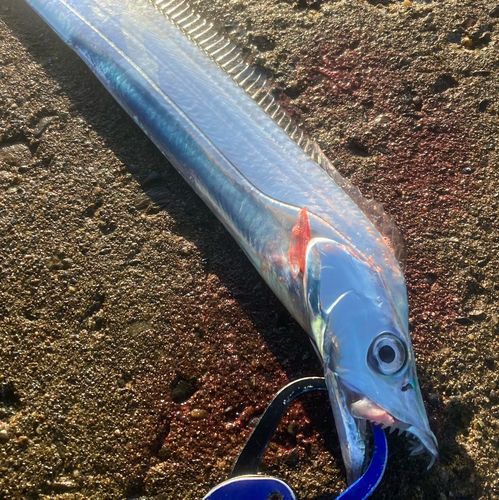 タチウオの釣果