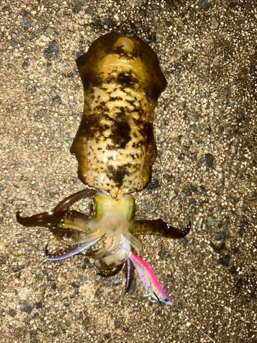 アオリイカの釣果