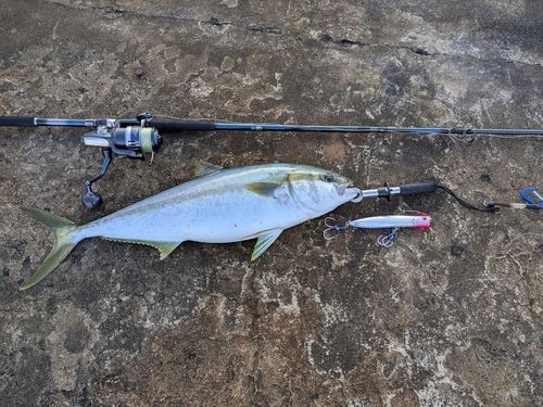 ヒラマサの釣果