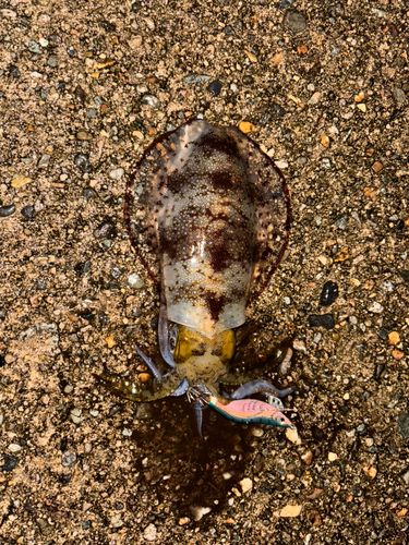 アオリイカの釣果