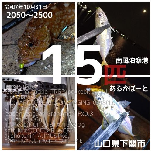 アジの釣果