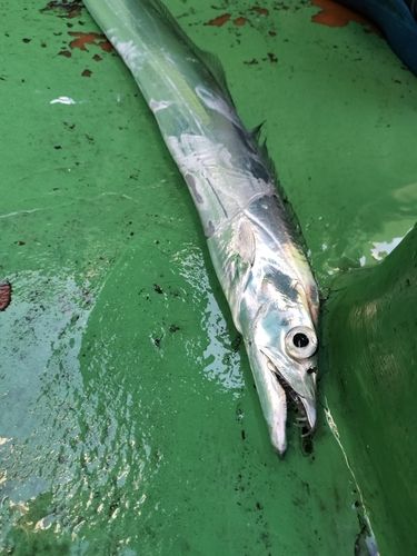 タチウオの釣果