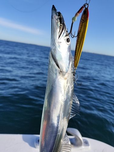 タチウオの釣果