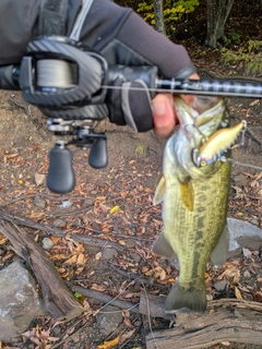 ラージマウスバスの釣果