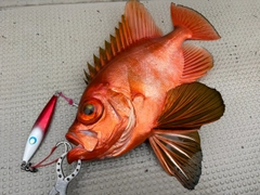 チカメキントキの釣果