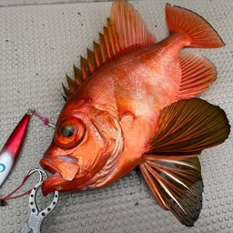 チカメキントキ