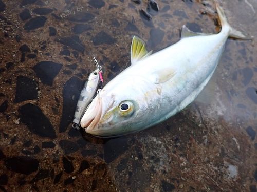 コゾクラの釣果