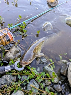 マナマズの釣果