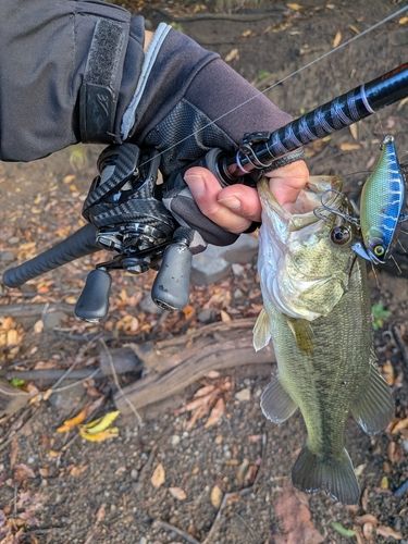 ラージマウスバスの釣果