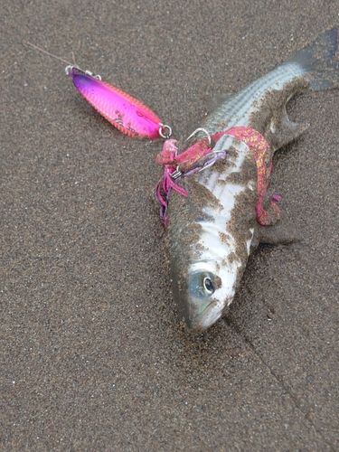 マリーナビーチ