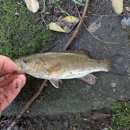 スモールマウスバス