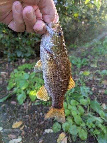 スモールマウスバスの釣果