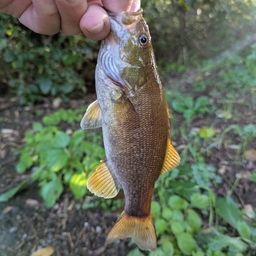 スモールマウスバス