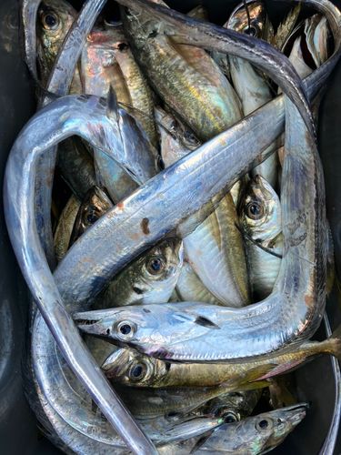 タチウオの釣果