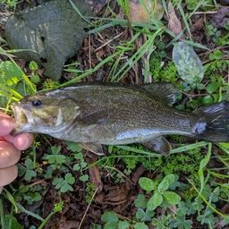 スモールマウスバス