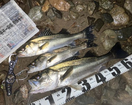 セイゴ（マルスズキ）の釣果