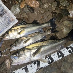 セイゴ（マルスズキ）