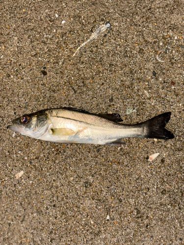 セイゴ（マルスズキ）の釣果