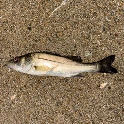 セイゴ（マルスズキ）