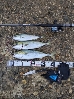 フクラギの釣果