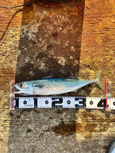 サバの釣果