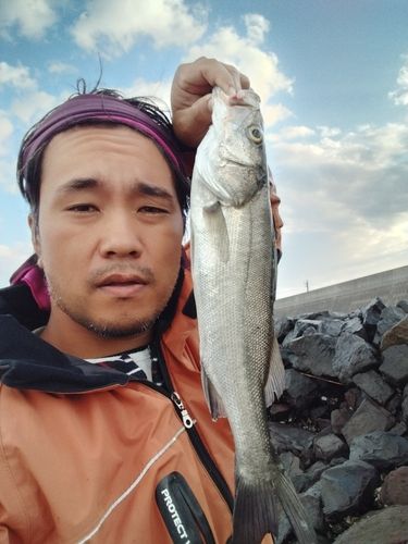 セイゴ(マルスズキ)の釣果