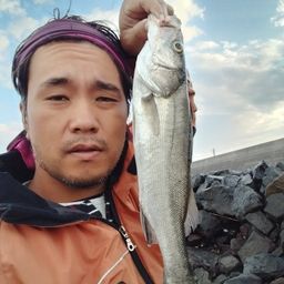 セイゴ（マルスズキ）