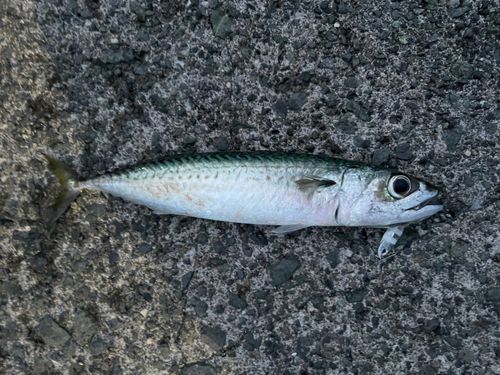 サバの釣果