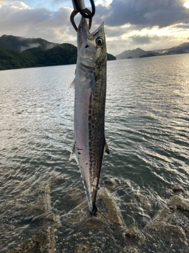 サゴシの釣果