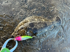 ヒラメの釣果