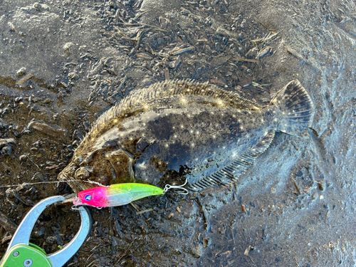ヒラメの釣果