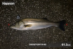 シーバスの釣果