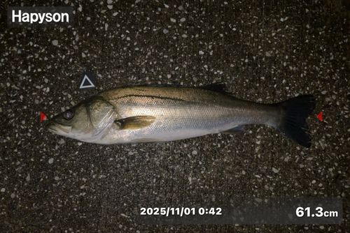 シーバスの釣果