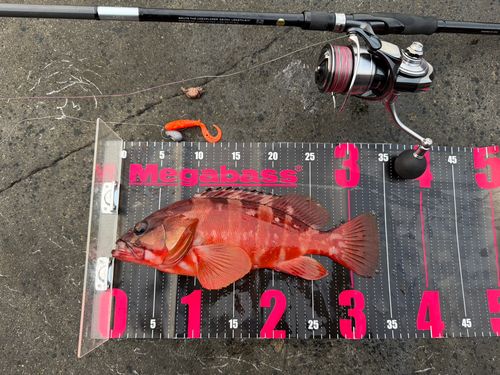 アカハタの釣果