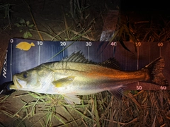 シーバスの釣果