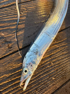 タチウオの釣果