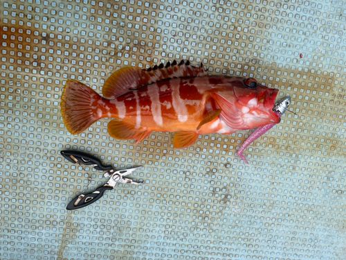 アカハタの釣果