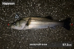 シーバスの釣果