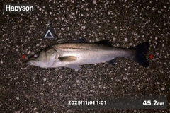 シーバスの釣果