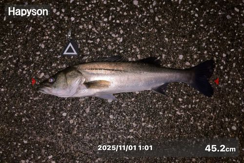 シーバスの釣果