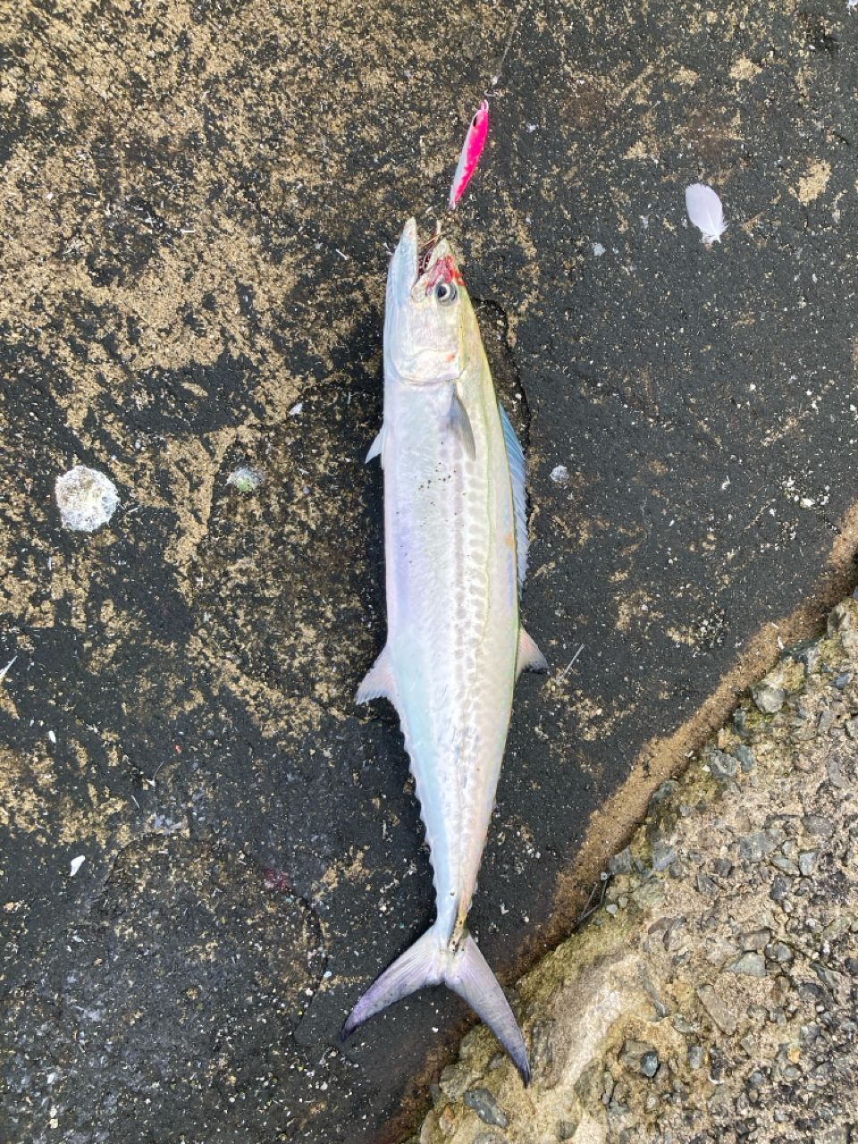 Gamakatsu ラグゼ コヨーテ S100Hの最安値・インプレ・釣果 | 本音の