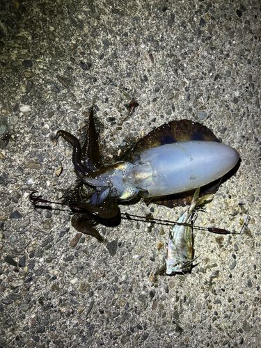 アオリイカの釣果