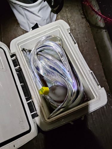 タチウオの釣果