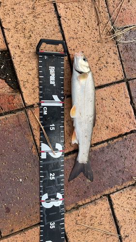 三陸海岸(青森)