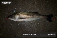 シーバスの釣果