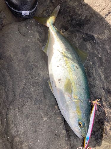 フクラギの釣果