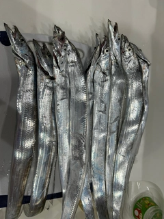 タチウオの釣果