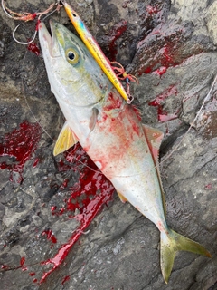 コゾクラの釣果